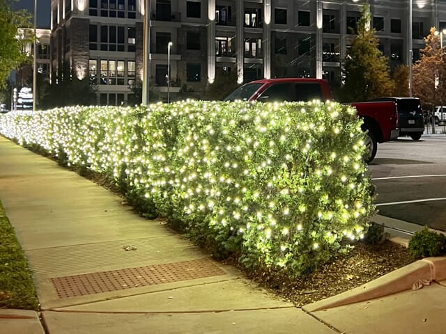 lighted bushes